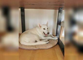 Weisser Schäferhund-Mischling sucht ein neues Zuhause