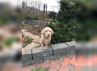 Eine Zuckerbomben Labrador Welpen Reinrassig mit Ahnentafel