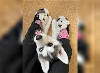 Noch 3 Siberian Husky Welpen (weiblich)zu verkaufen