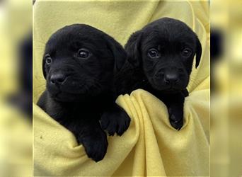 Süße Schwarze reinrassige Labrador Welpen