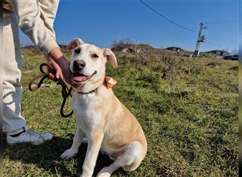 Bodhi ist ein entzückender Junghund, 5 Monate