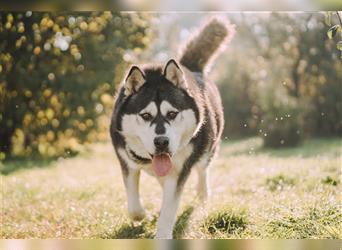 Snowy – eine Kandidatin für Hundesport!