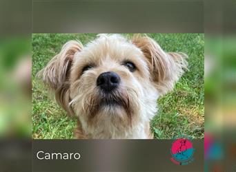 Camaro – Fellnase auf der Suche nach seinen Menschen