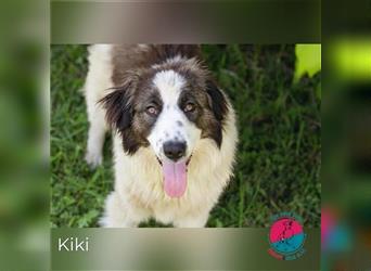 Kiki - großer Hund, großes Herz, große Aufgabe