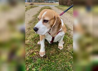 91180 Heideck. Beagle-Senior Nico sucht dringend ein neues Zuhause