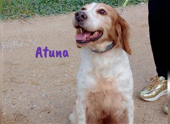 Atuna 02/2011 (ESP) - sozialer und menschenbezogener Bretonischer Spaniel