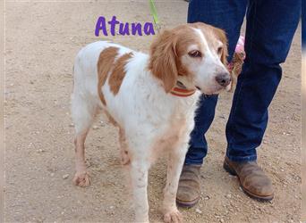 Atuna 02/2011 (ESP) - sozialer und menschenbezogener Bretonischer Spaniel