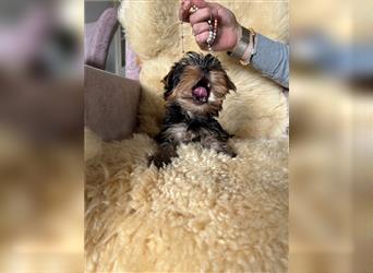 Yorkshire-Terrier Welpen