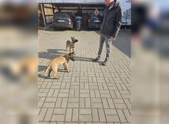 Welpen: Altdeutscher Schäferhund / Belgischer Schäferhund ( Malinois )
