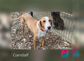 Gandalf – Seine nächste  große Wanderung steht hoffentlich bevor