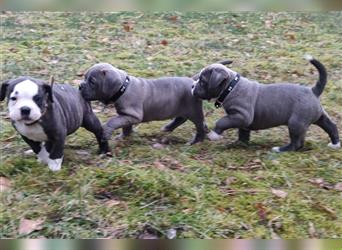 4 prachtvolle Bulldog Welpen suchen noch ihr perfektes Körbchen