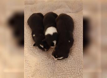 Samojeden-Labrador-Welpen flauschig intelligent kinderlieb