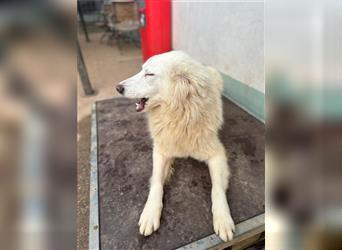 Der sanfte BODHI sucht ein liebevolles Zuhause