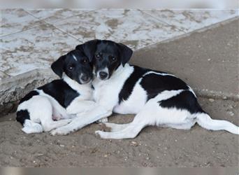 Tierschutz Pfote & Co e.V. - kleiner Verein in 53797 Lohmar sucht Pflegestellen und Unterstützung
