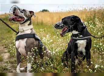 Joker, Staffordshire Terrier, geb. Juni 2014, su. hundeerfahrenes Paar oder Einzelperson