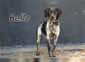 Gehen Sie gemeinsam mit Bello durchs Leben?