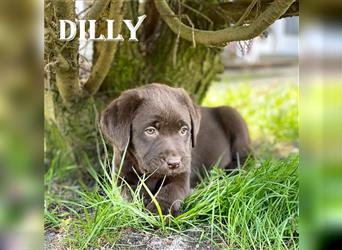 Labrador Welpen braun / chocolate mit Ahnentafel DRC - Dilly von Helle