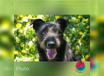 Pluto – Ein waschechter Spielgefährte!