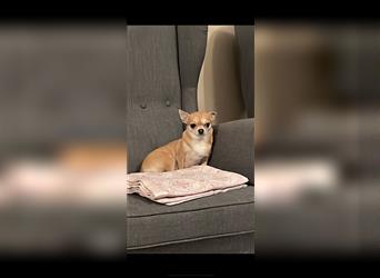 Chihuahua hündin sucht neues zu hause 