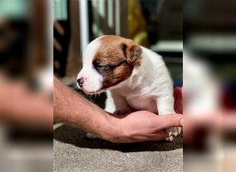 Kurzbeinige Jack Russell Terrier