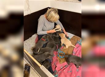 Labradorwelpen charcoal und champanger aus prämierter Zucht mit Papieren und Gesundheitszeugnis