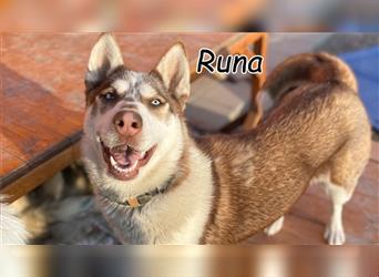Sind auch Sie von dem Blick von Runa hypnotisiert?