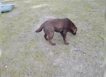 Labrador Welpen ,reinrassig, schokobraun