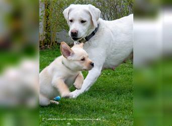 Labradorwelpen von Top Eltern mit Ahnentafel und Papieren