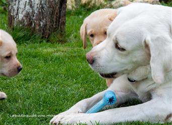 Labradorwelpen von Top Eltern mit Ahnentafel und Papieren
