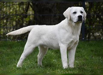 Labrador Welpen in weiß mit Papieren