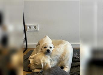 Labrador Welpen in weiß mit Papieren