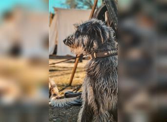 Irish Wolfhound / Scottish Deerhound / Welpen