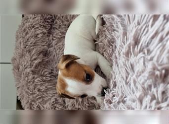 4 süße Jacke Russel Terrier Mädels suchen einen liebevolles Zuhause