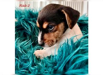Zauberhafter Welpe Jack Russel Terrier/ Langbeinig & tricolor
