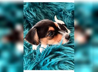 Zauberhafter Welpe Jack Russel Terrier/ Langbeinig & tricolor