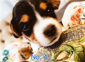 Zauberhafter Welpe  Jack Russell Terrier/ Langbeinig & tricolor