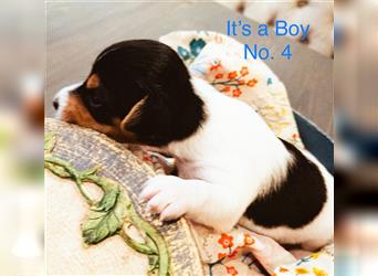 Zauberhafter Welpe  Jack Russell Terrier/ Langbeinig & tricolor