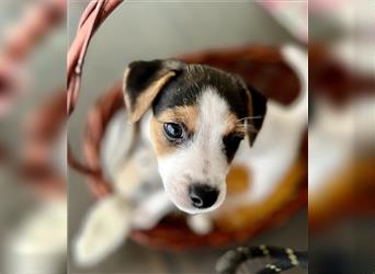 Zauberhafter Welpe Jack Russell Terrier/ Langbeinig & tricolor