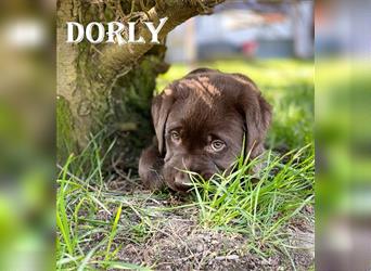 Labrador Welpen braun / chocolate mit Ahnentafel DRC - Dorly von Helle