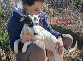 Kizomba 07/2022 (ES) - aufgeschlossene und verschmuste Bodegero-Mix Junghündin!