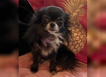 Chihuahua Mädchen zuckersüß 4 Monate Black and Tan