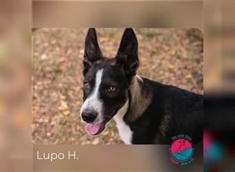 Lupo – treue Augen, große Ohren