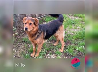 Milo – Harte Schale, weicher Kern