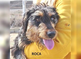 Roca, Teckel-Mischling, 1,5 Jahre alt, Hündin kastriert, ❗ befindet sich derzeit noch in Spanien ❗