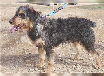 Roca, Teckel-Mischling, 1,5 Jahre alt, Hündin kastriert, ❗ befindet sich derzeit noch in Spanien ❗