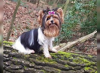 Yorkshire Terrier Biewer Mädchen 8 Monate mit Stammbaum