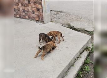 Hundejunge Petrie braucht noch ein Körbchen *mit Video