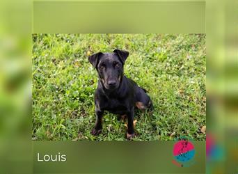 Louis – Energiebündel sucht gleichgesinnten Zweibeiner