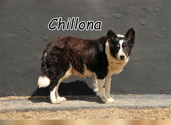 Haben Sie ein gemütliches Plätzchen für Chillona noch frei?