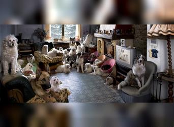 Tierschutzverein sucht dringend Pflegestellen für tolle Hunde :- ) in NRW